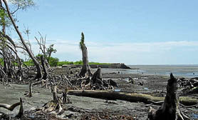 Laguna de Términos Mangroves campeche